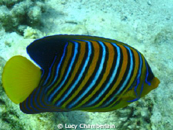 A Royal Angel Fish, April 2009 by Lucy Chamberlain 